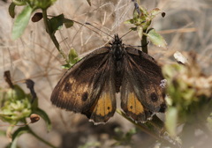 Pseudochazara amymone