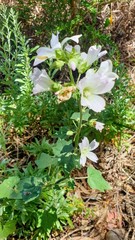 Malva preissiana