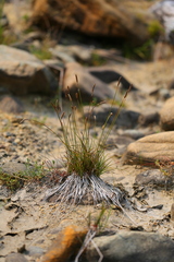 Carex micropoda