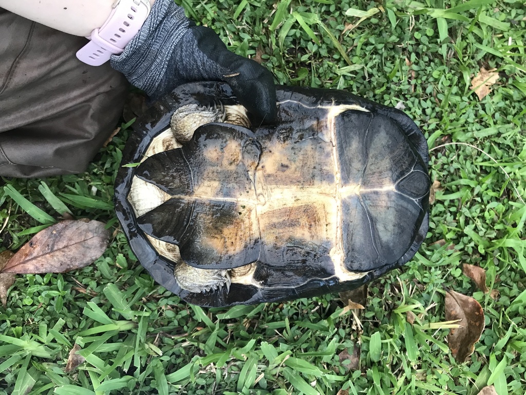 West African Mud Turtle From Tropical Park, Miami, Fl, Us On November 