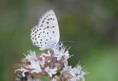 Pseudophilotes vicrama