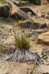 Carex micropoda