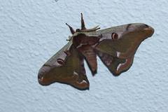 Saturnia jonasii jonasii