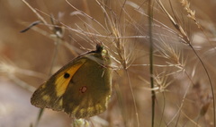 Colias aurorina