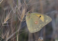 Colias aurorina