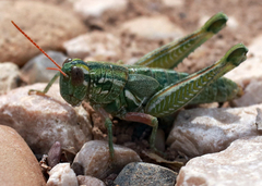 Campylacantha olivacea