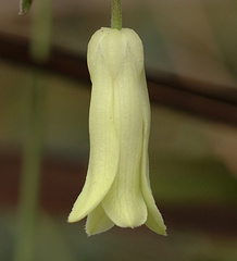 Billardiera uniflora