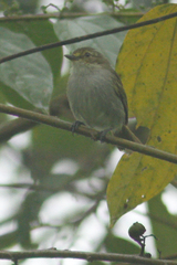 Zimmerius albigularis