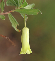 Billardiera uniflora