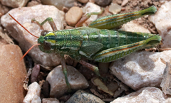 Campylacantha olivacea