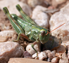 Campylacantha olivacea