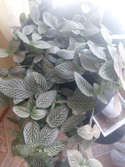Fittonia