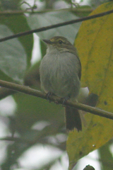 Zimmerius albigularis