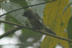 Zimmerius albigularis