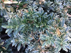 Buxus sempervirens