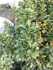 Buxus sempervirens
