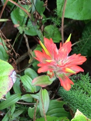 Castilleja miniata dixonii