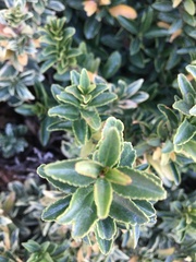 Buxus sempervirens