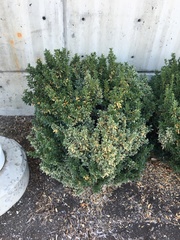 Buxus sempervirens