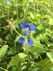 Commelina forskaolii