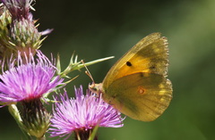 Colias aurorina
