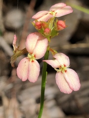 Stylidium junceum