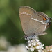 Blue-spot Hairstreak - Photo (c) Chris van Swaay, some rights reserved (CC BY-NC), uploaded by Chris van Swaay