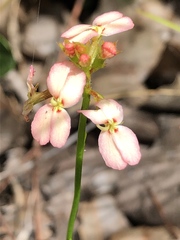 Stylidium junceum