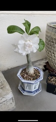 Adenium obesum