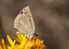 Polyommatus dorylas