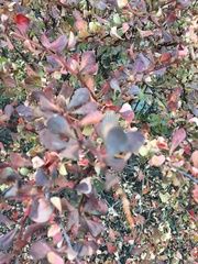 Berberis thunbergii