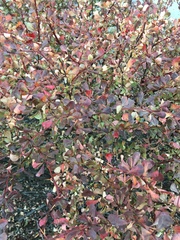 Berberis thunbergii