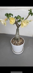 Adenium obesum
