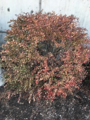 Berberis thunbergii