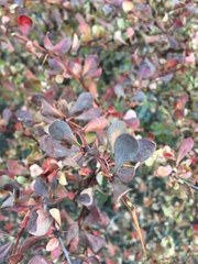 Berberis thunbergii