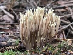 Ramaria apiculata