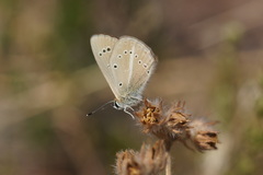 Polyommatus ripartii