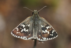 Pyrgus cinarae