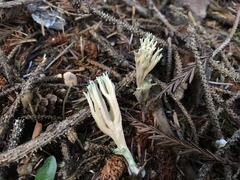 Ramaria apiculata