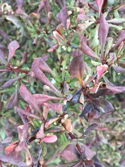 Berberis thunbergii