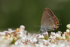 Satyrium acaciae