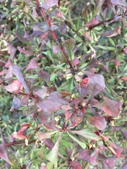Berberis thunbergii