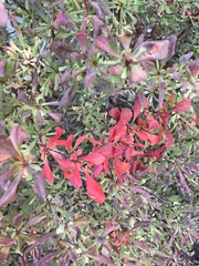 Berberis thunbergii