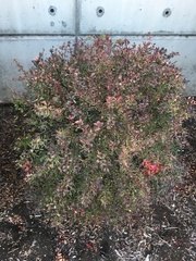 Berberis thunbergii