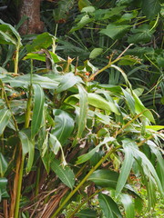Alpinia koshunensis