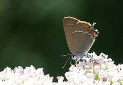 Satyrium acaciae
