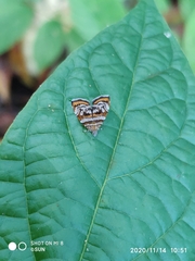 Choreutis orthogona