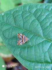 Choreutis orthogona