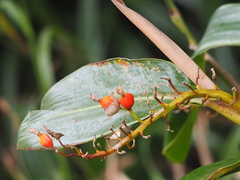 Alpinia koshunensis