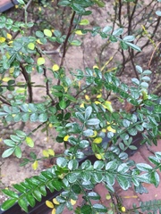 Zanthoxylum beecheyanum